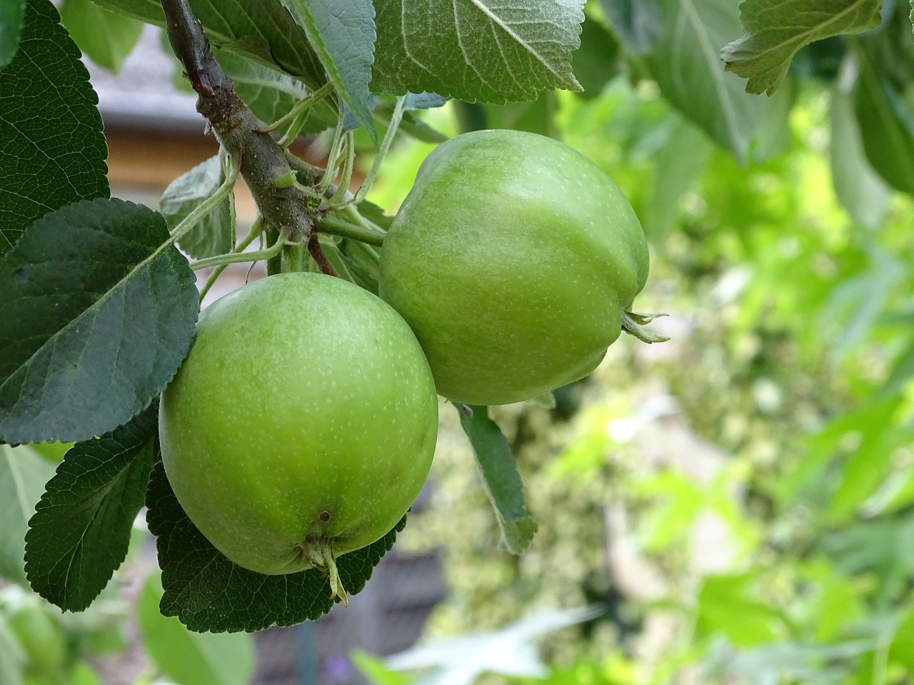 apple  fruit  pome fruit free photo