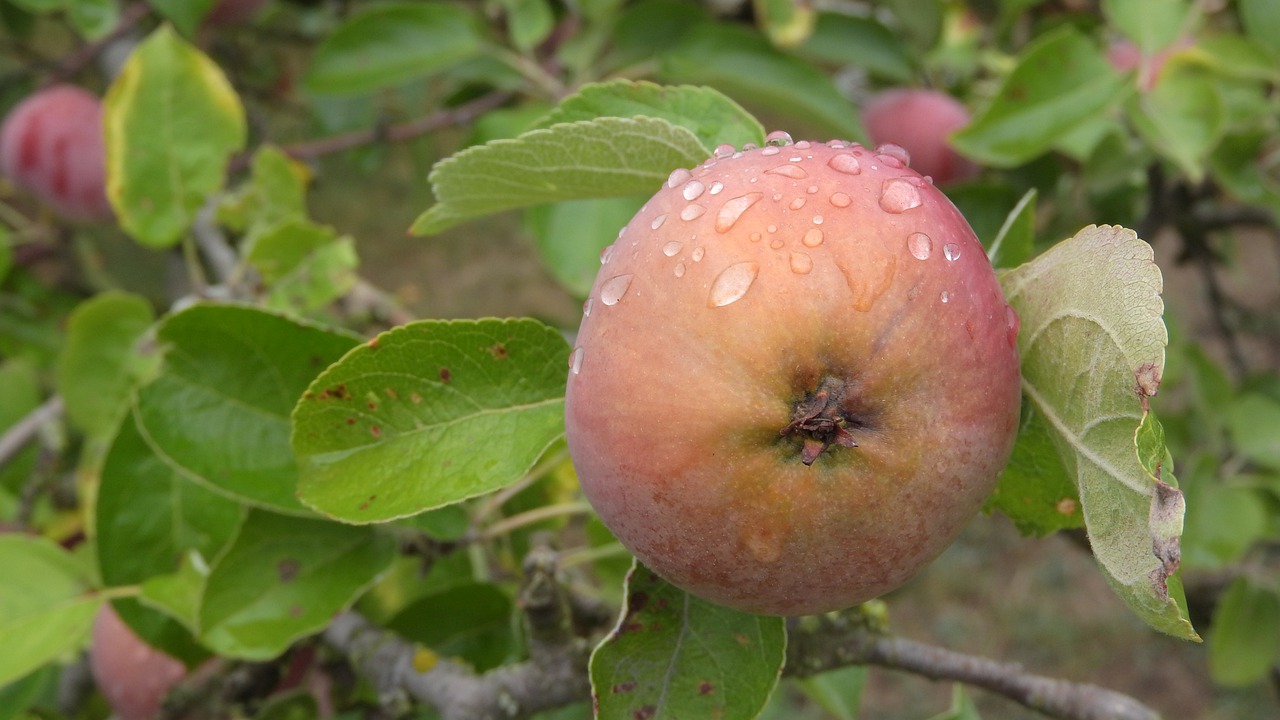 apple  dewy apple  cultivation free photo