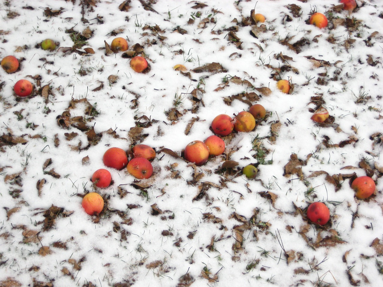 apple snow winter free photo