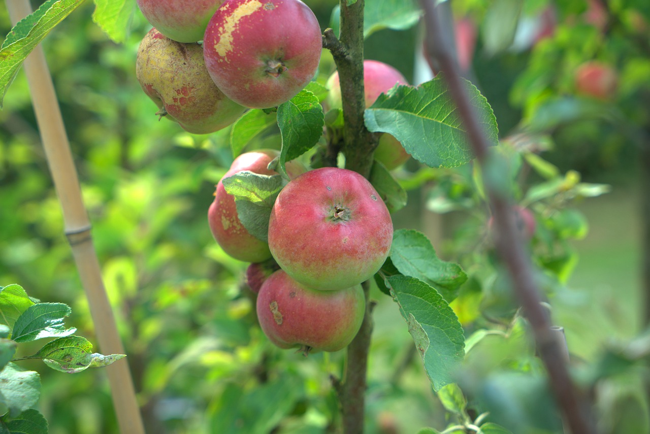 apple  tree  fruit free photo