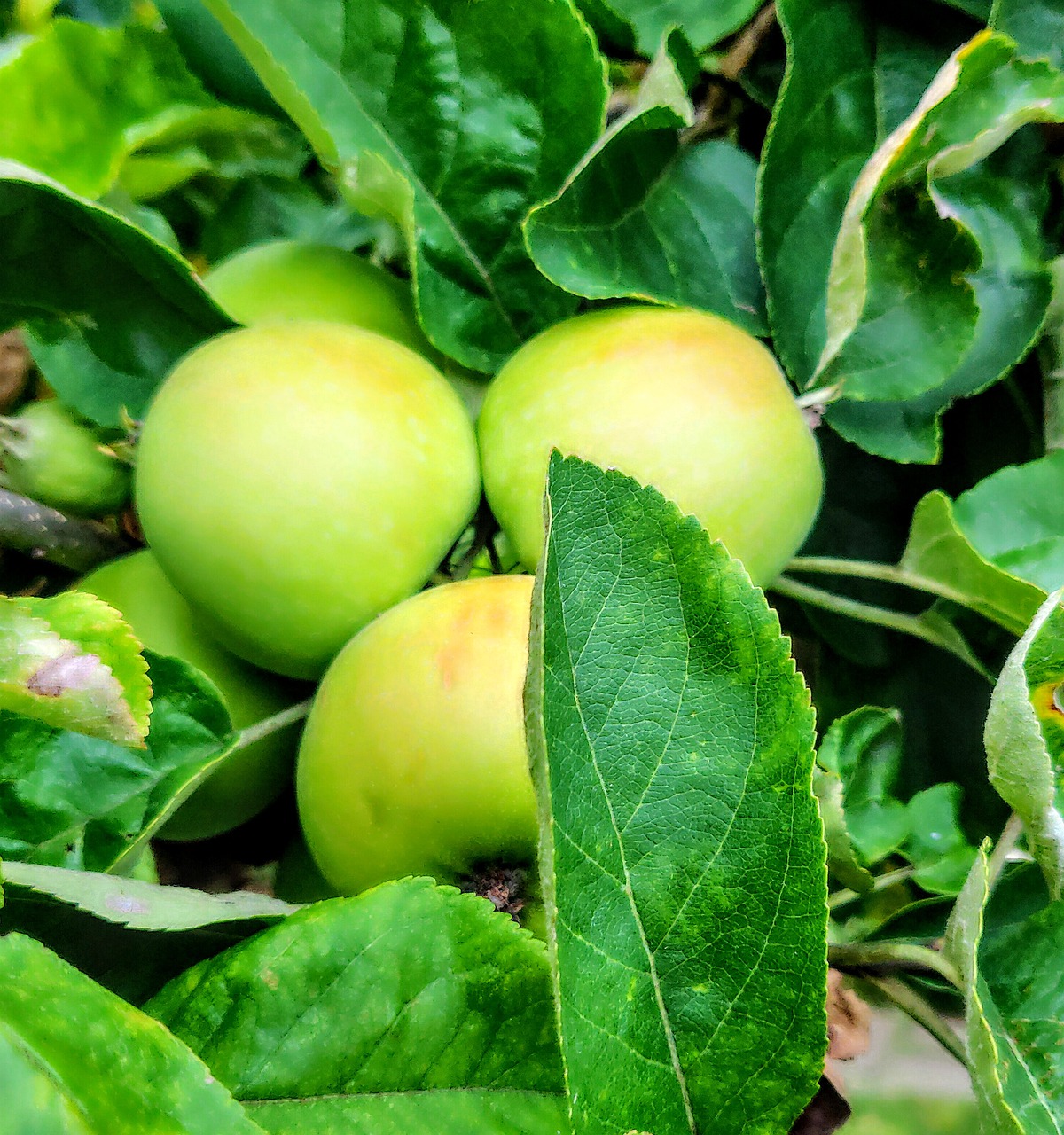 apple  apple tree  fruit free photo