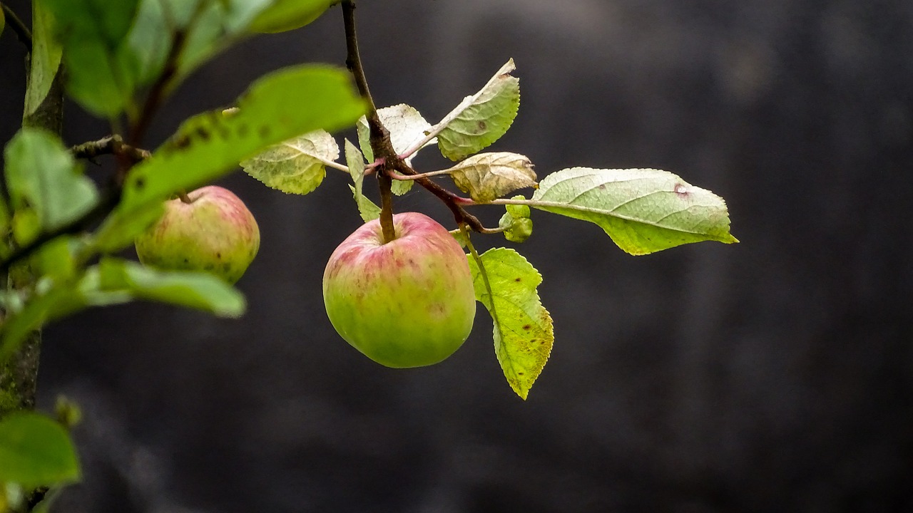 apple  nature  fruit free photo