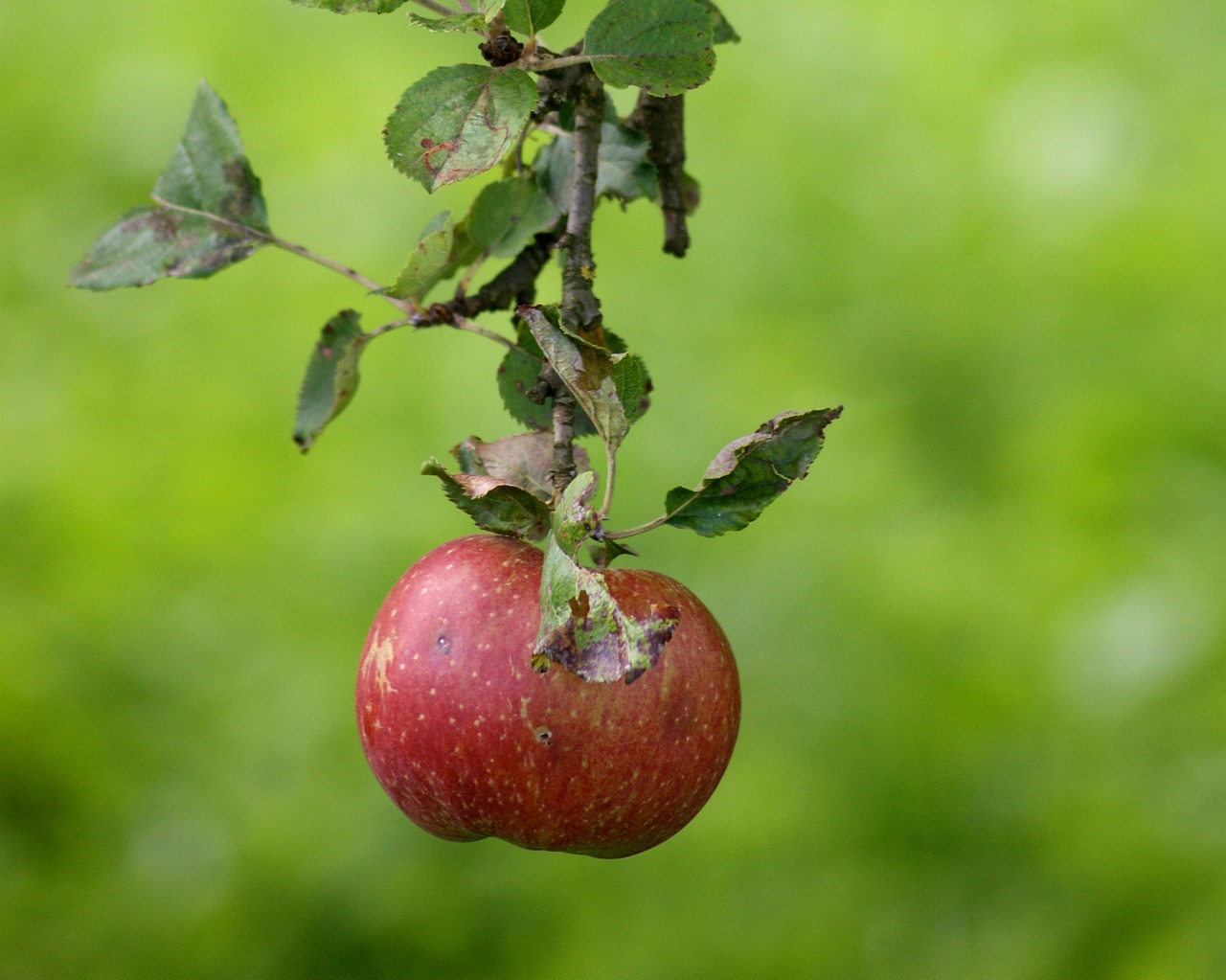 apple fruit green free photo