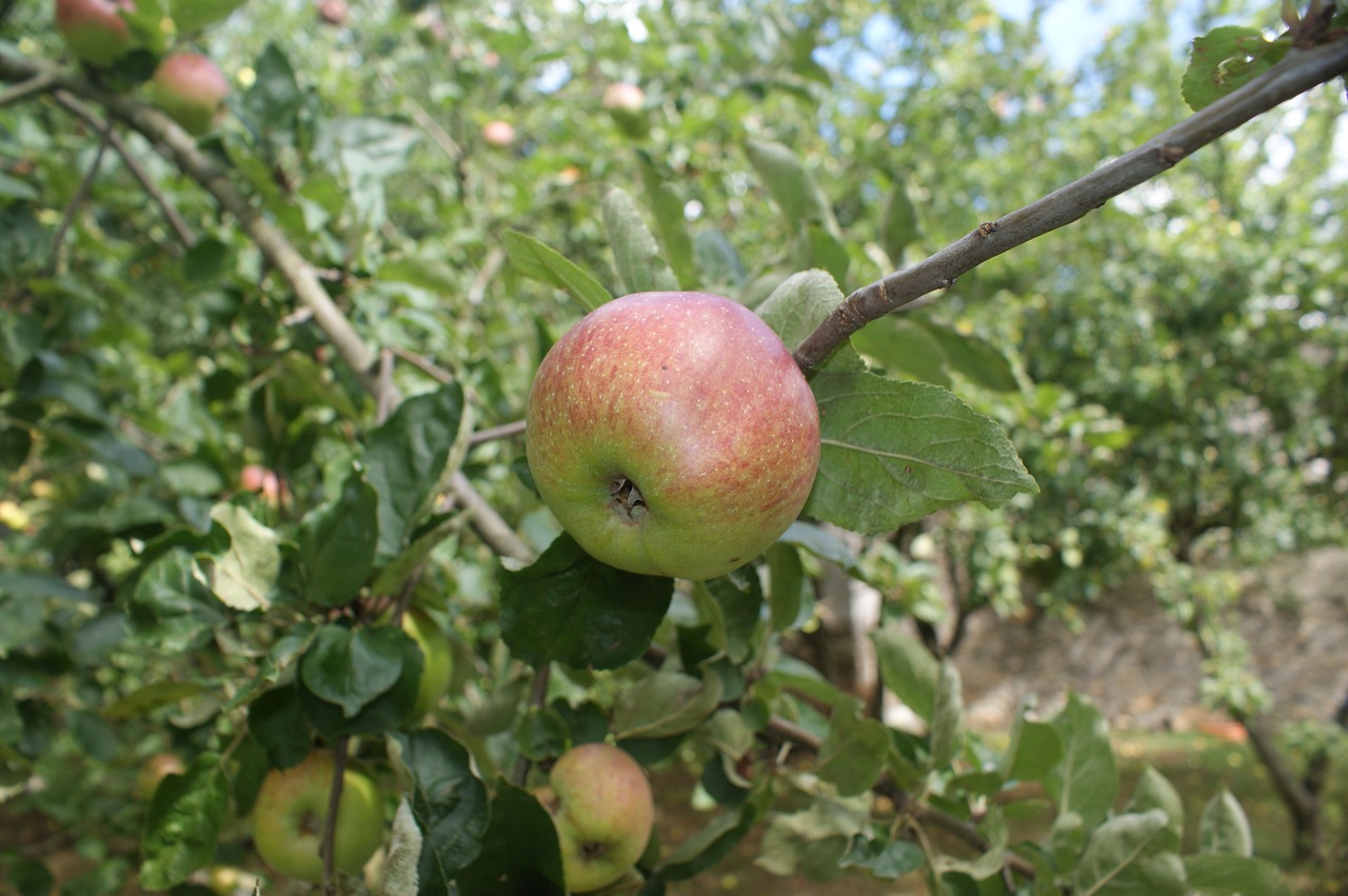 apple orchard autumn free photo