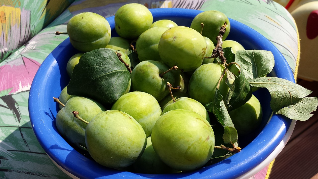 apple fruit harvest free photo