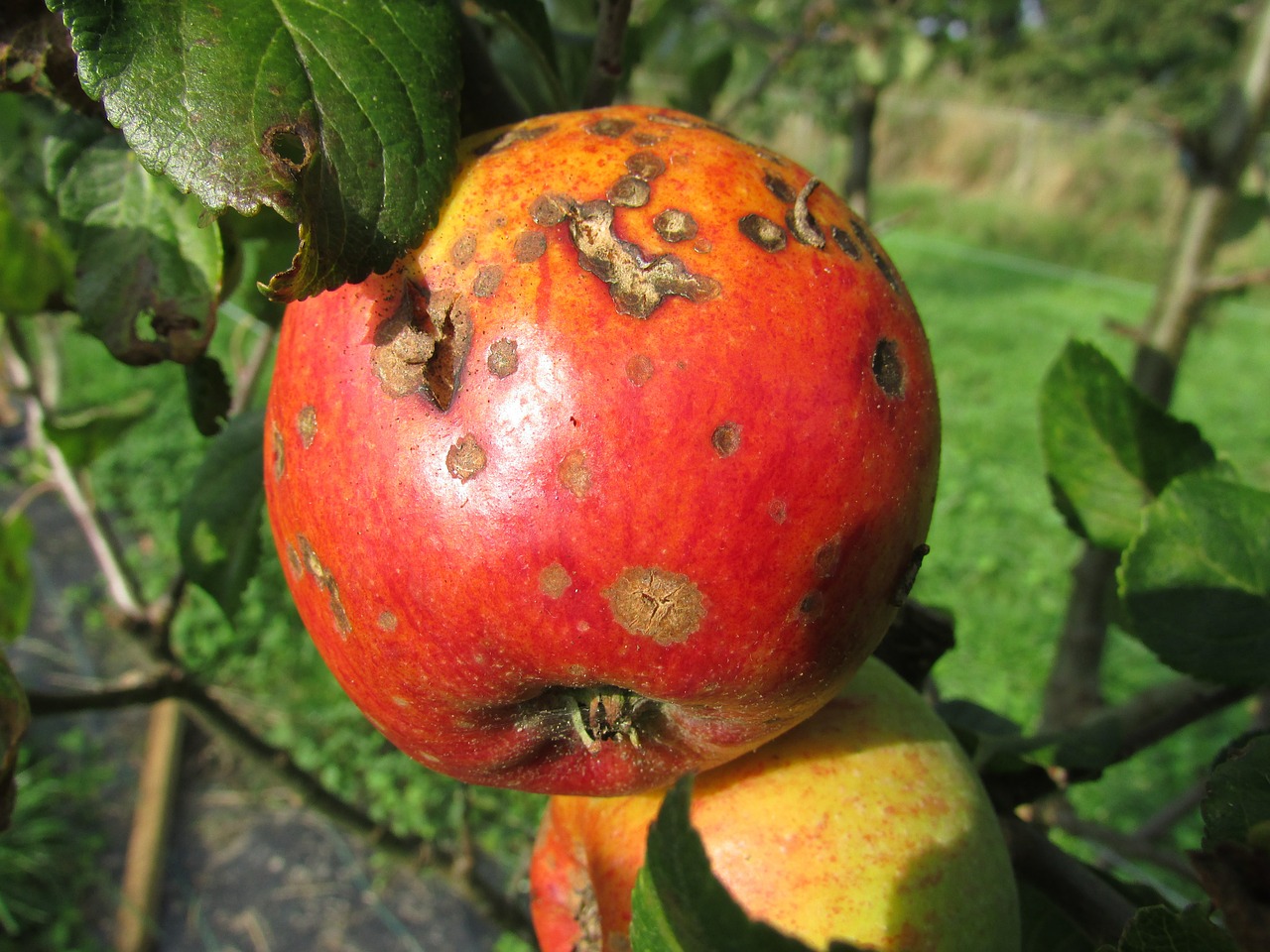 apple blight decay free photo