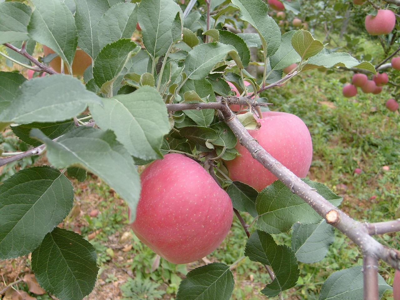 apple orchard autumn free photo