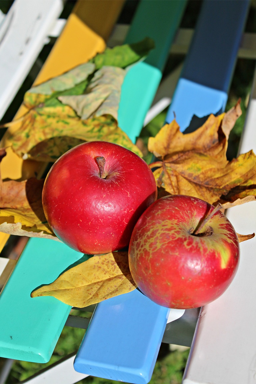 apple autumn fruit free photo