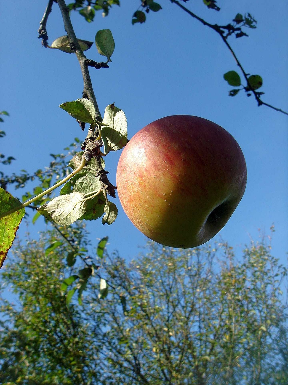 apple autumn tree free photo