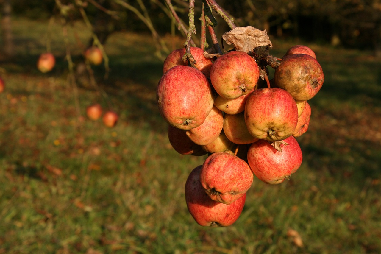 apple autumn fruit free photo