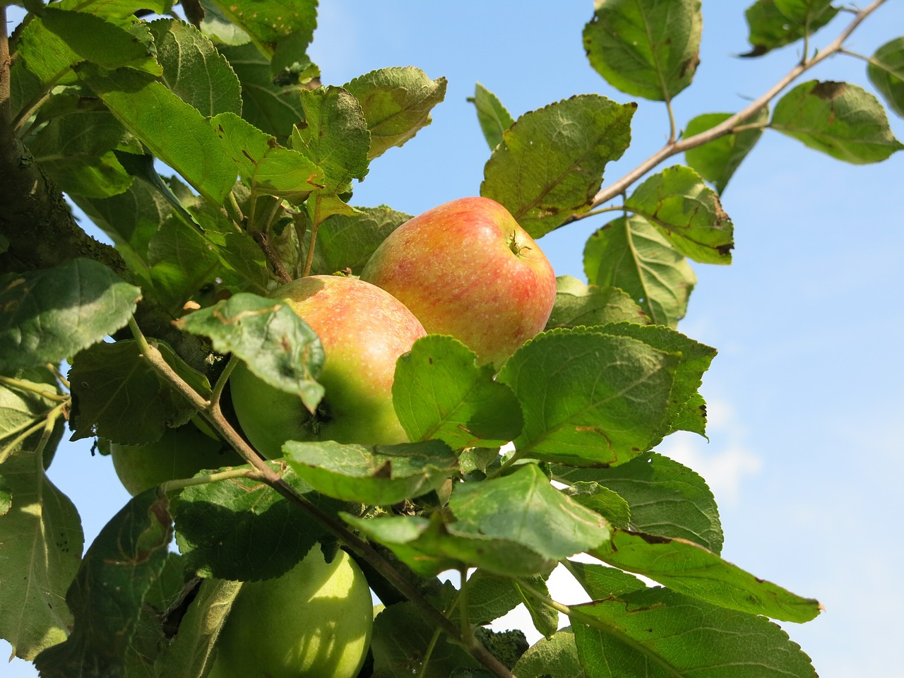 apple september autumn free photo