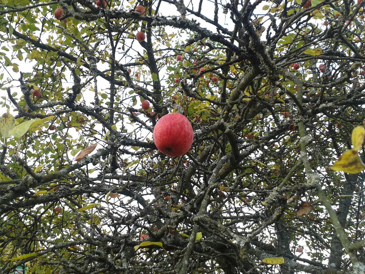 apple autumn garden free photo