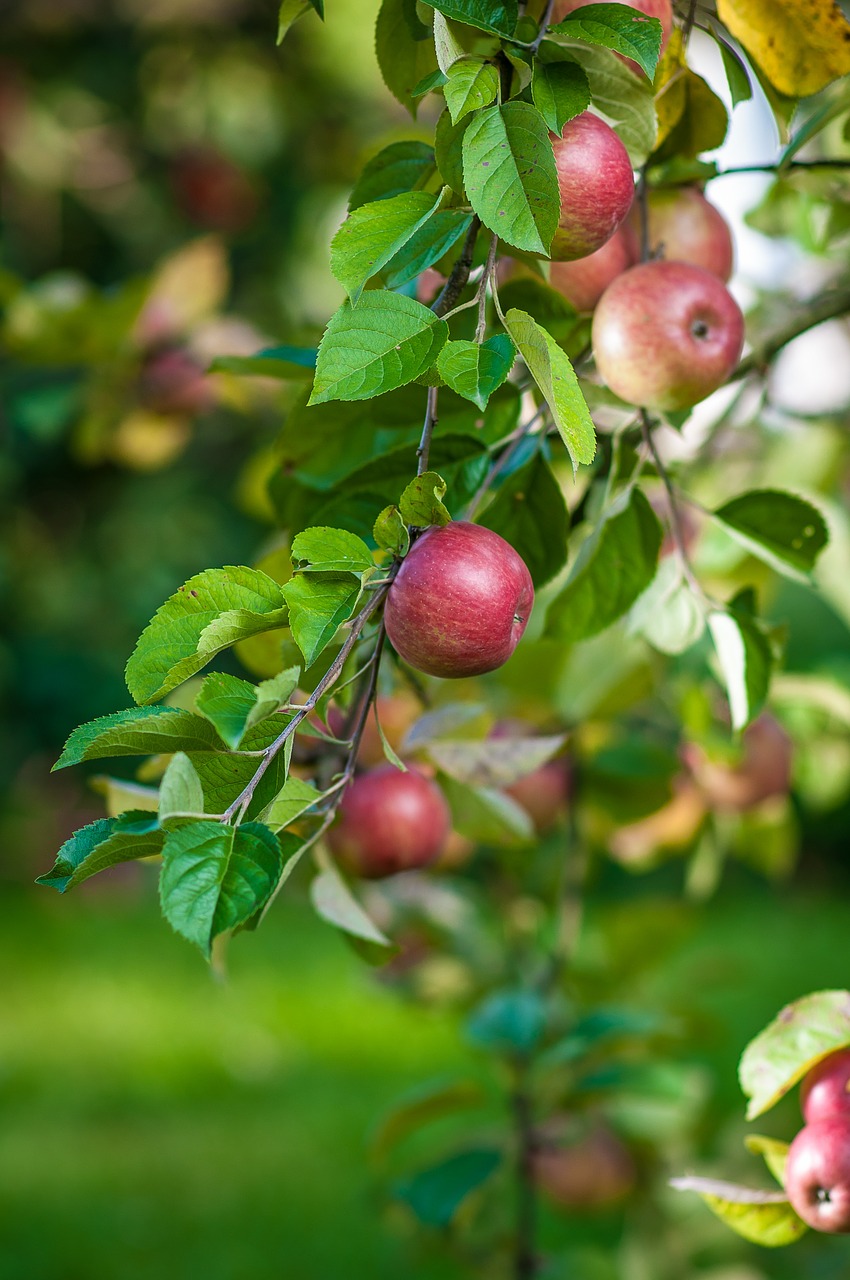 apple tree fruit free photo