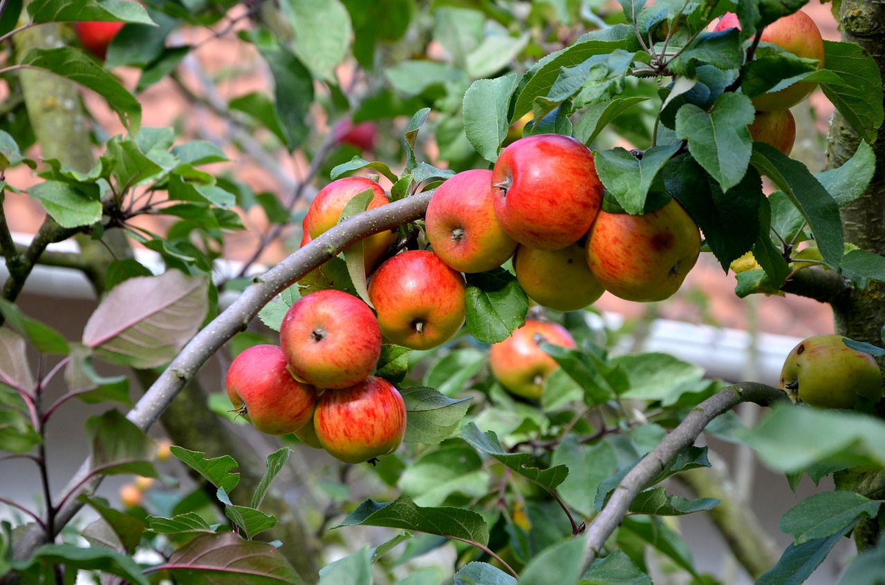 apple apple tree fruit free photo