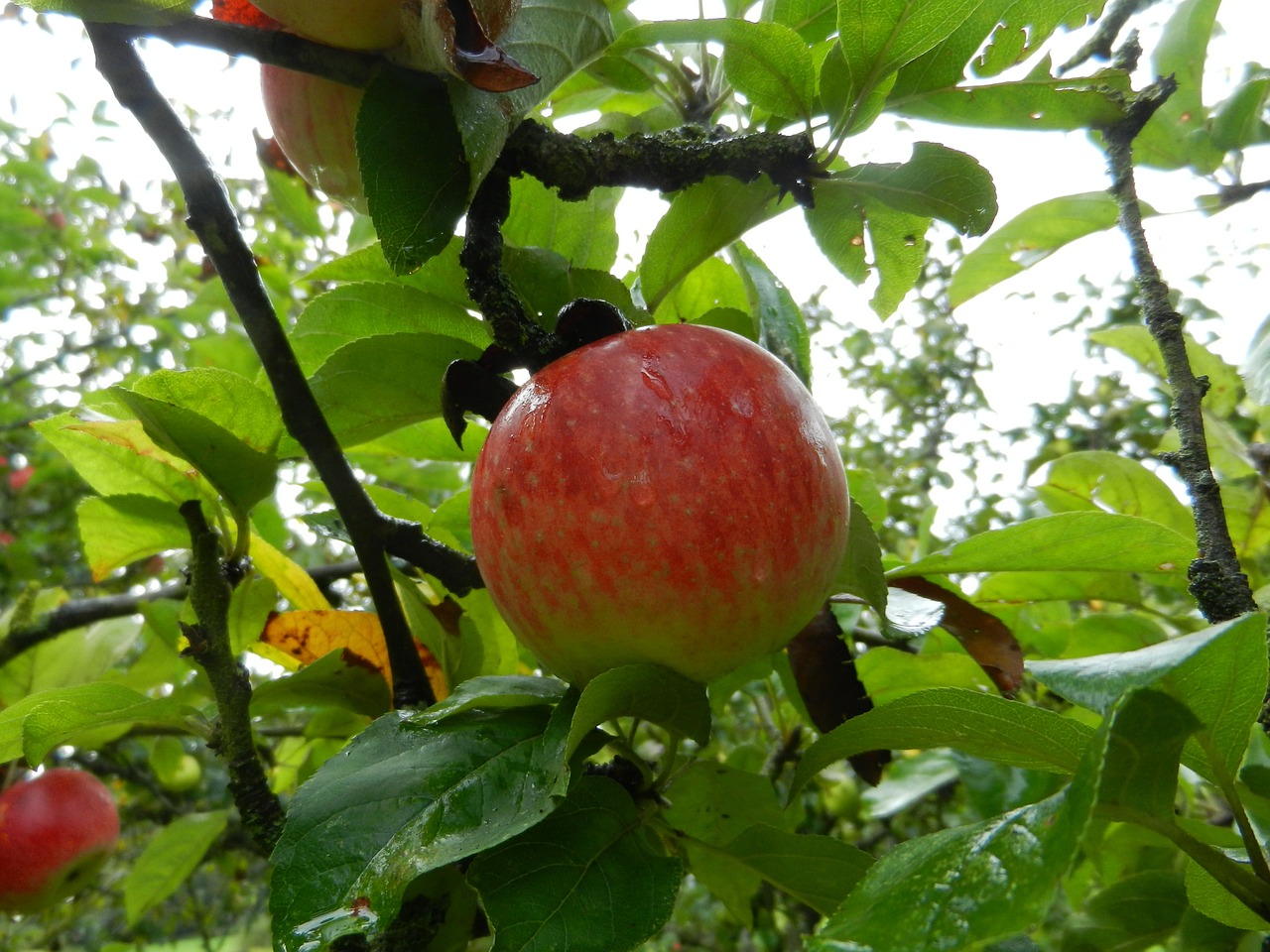 apple fruit tree free photo