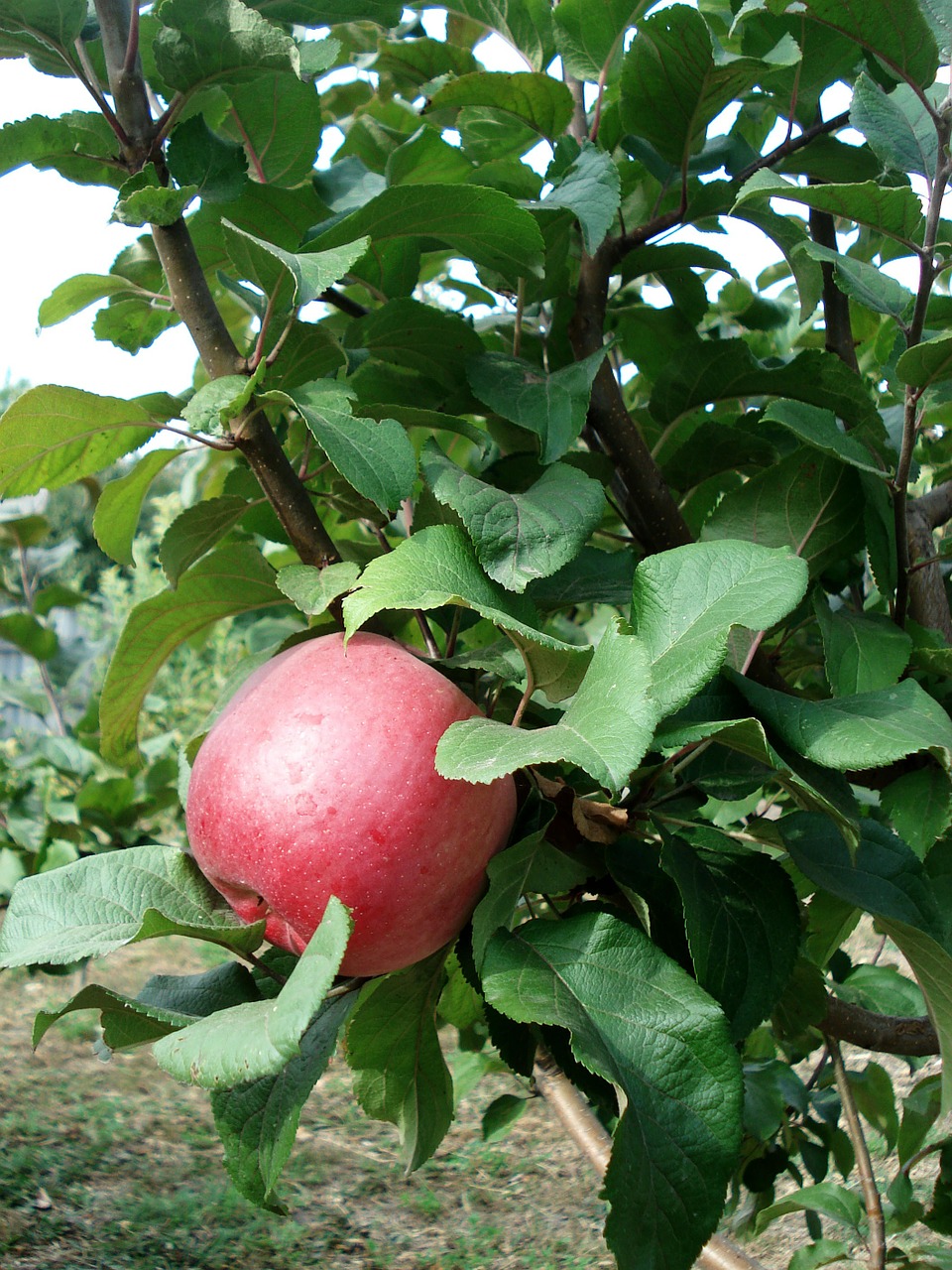 apple red apple tree free photo