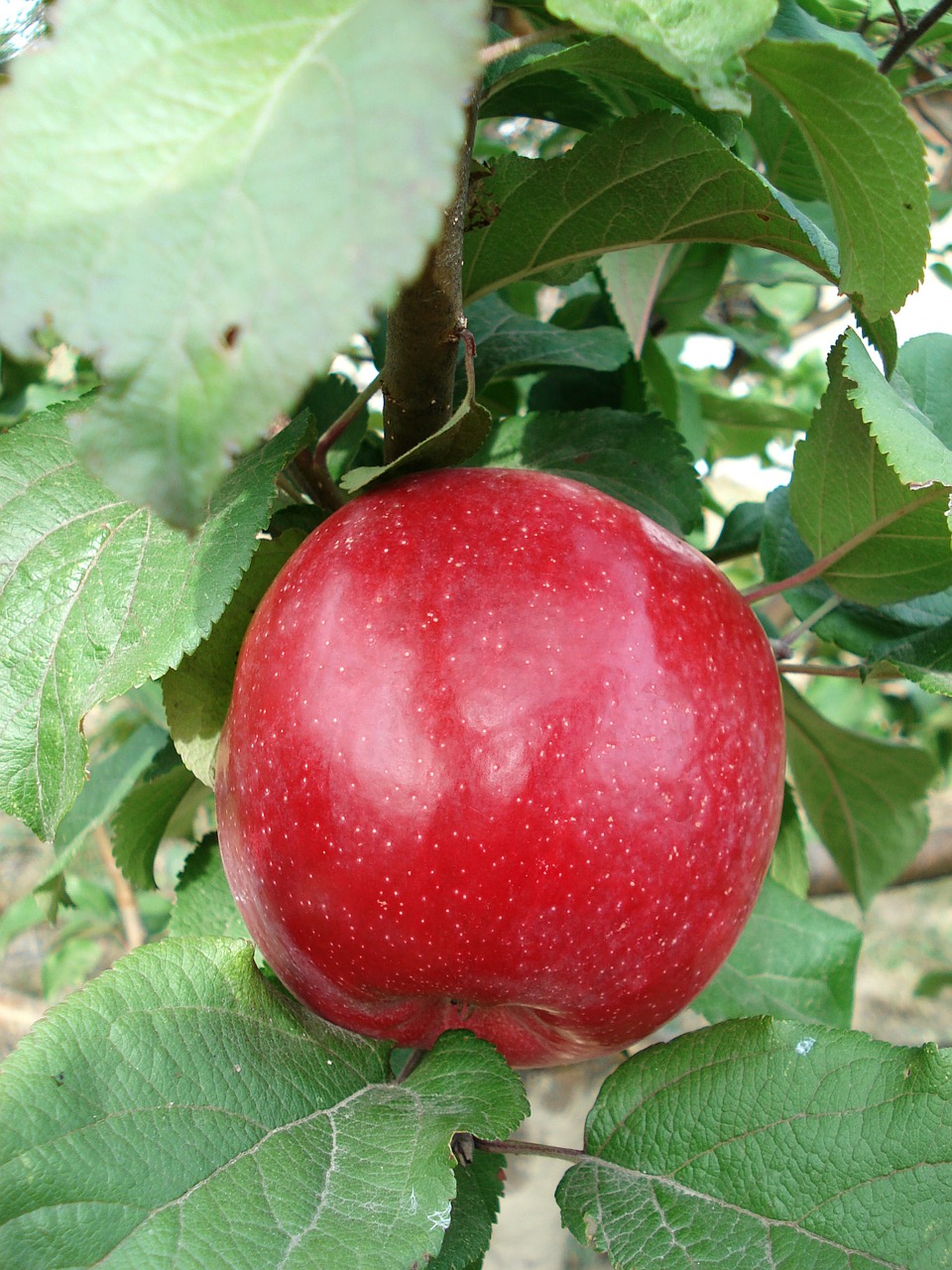 apple fruit red free photo