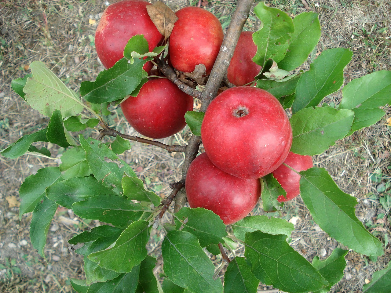 apple red apple tree free photo