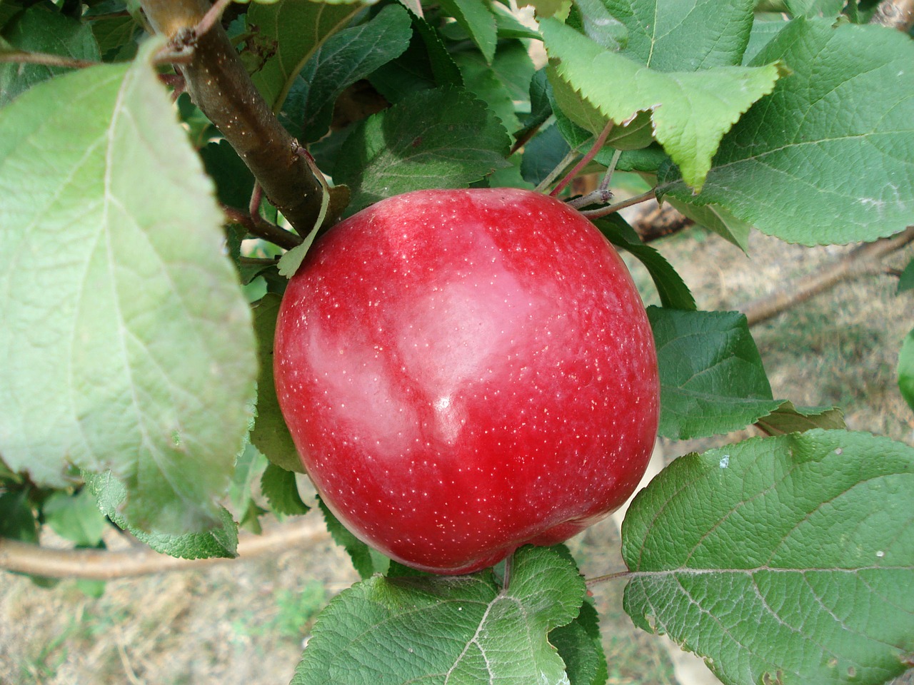 apple fruit red free photo