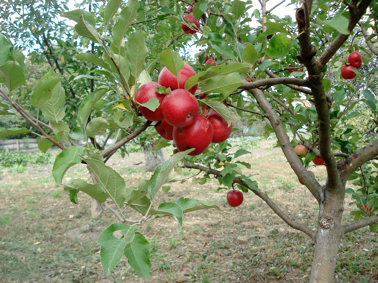 apple red apple tree free photo