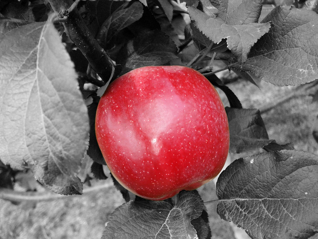 apple red fruit free photo