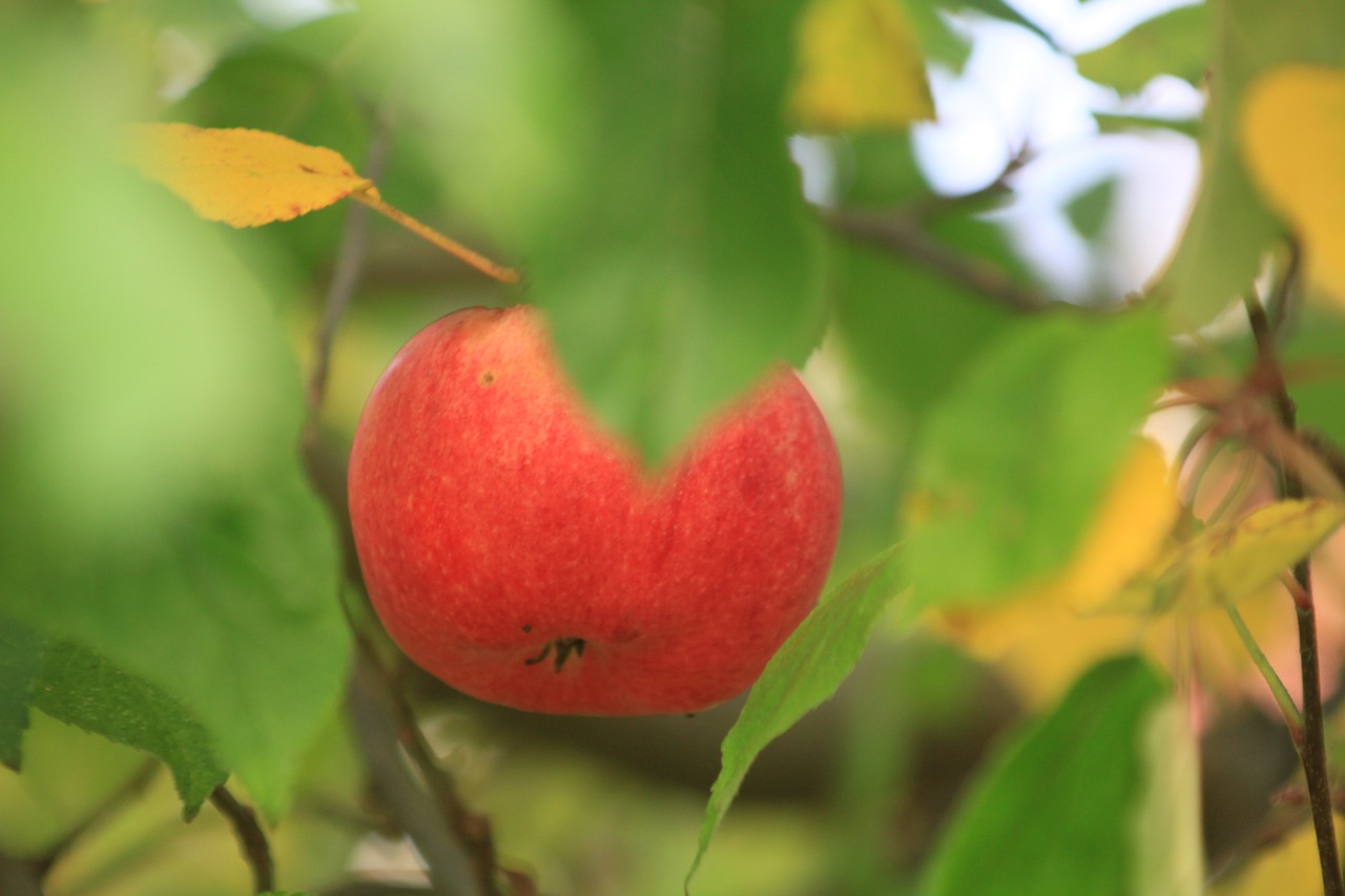 apple red green free photo