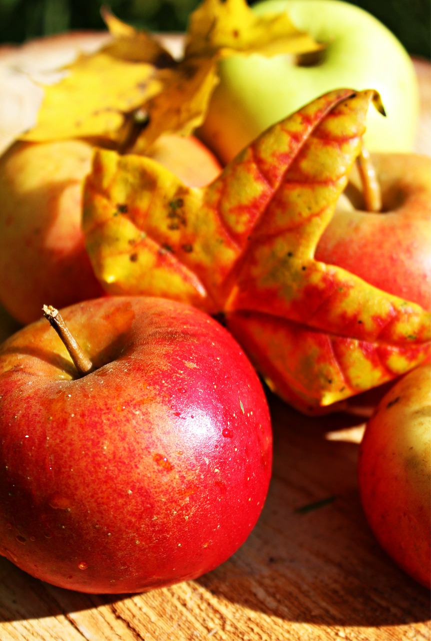 apple autumn fruit free photo