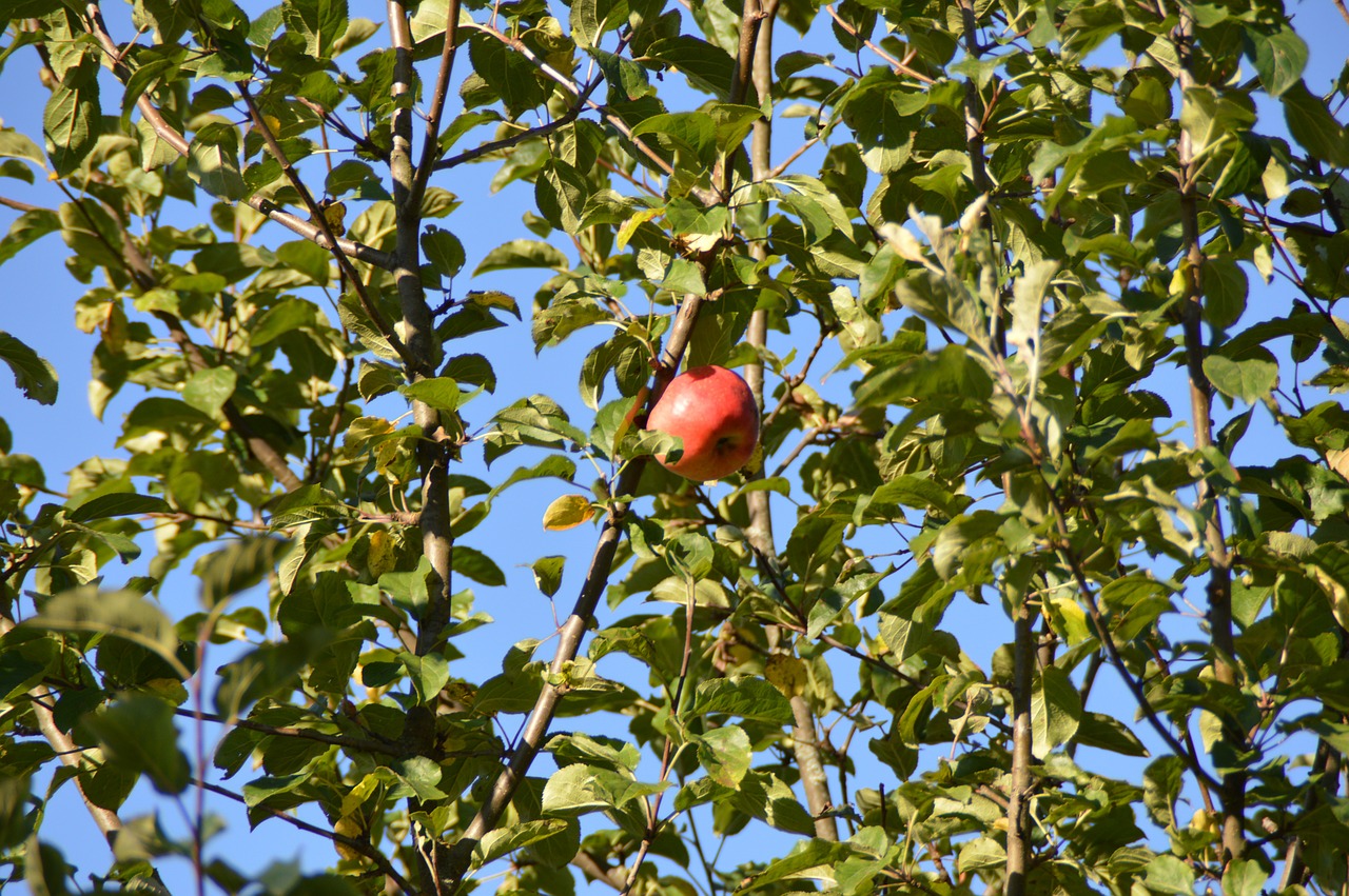 apple apple tree red free photo