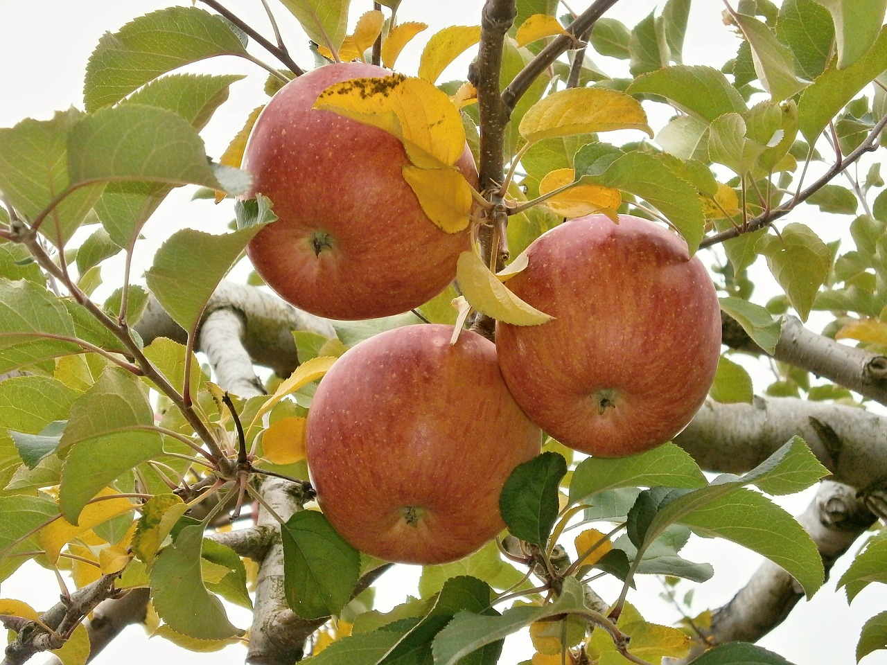 apple ringo the apple tree free photo