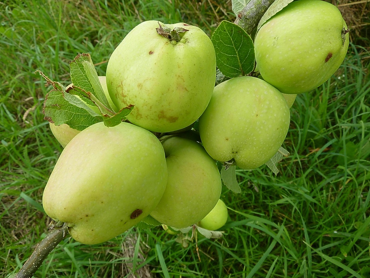 apple green fruit free photo