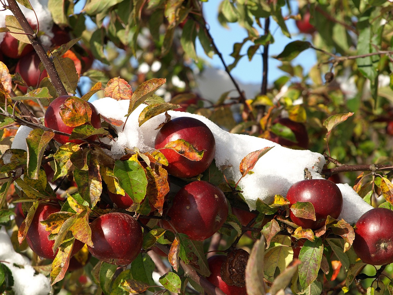 apple snow autumn free photo