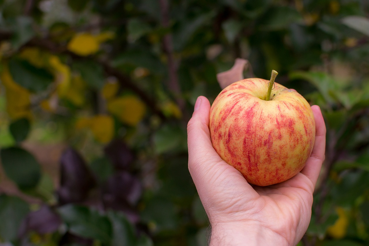 apple farm pick free photo