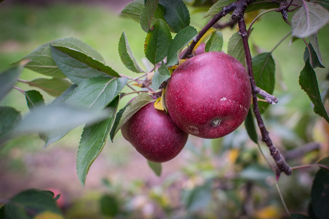 apple farm pick free photo