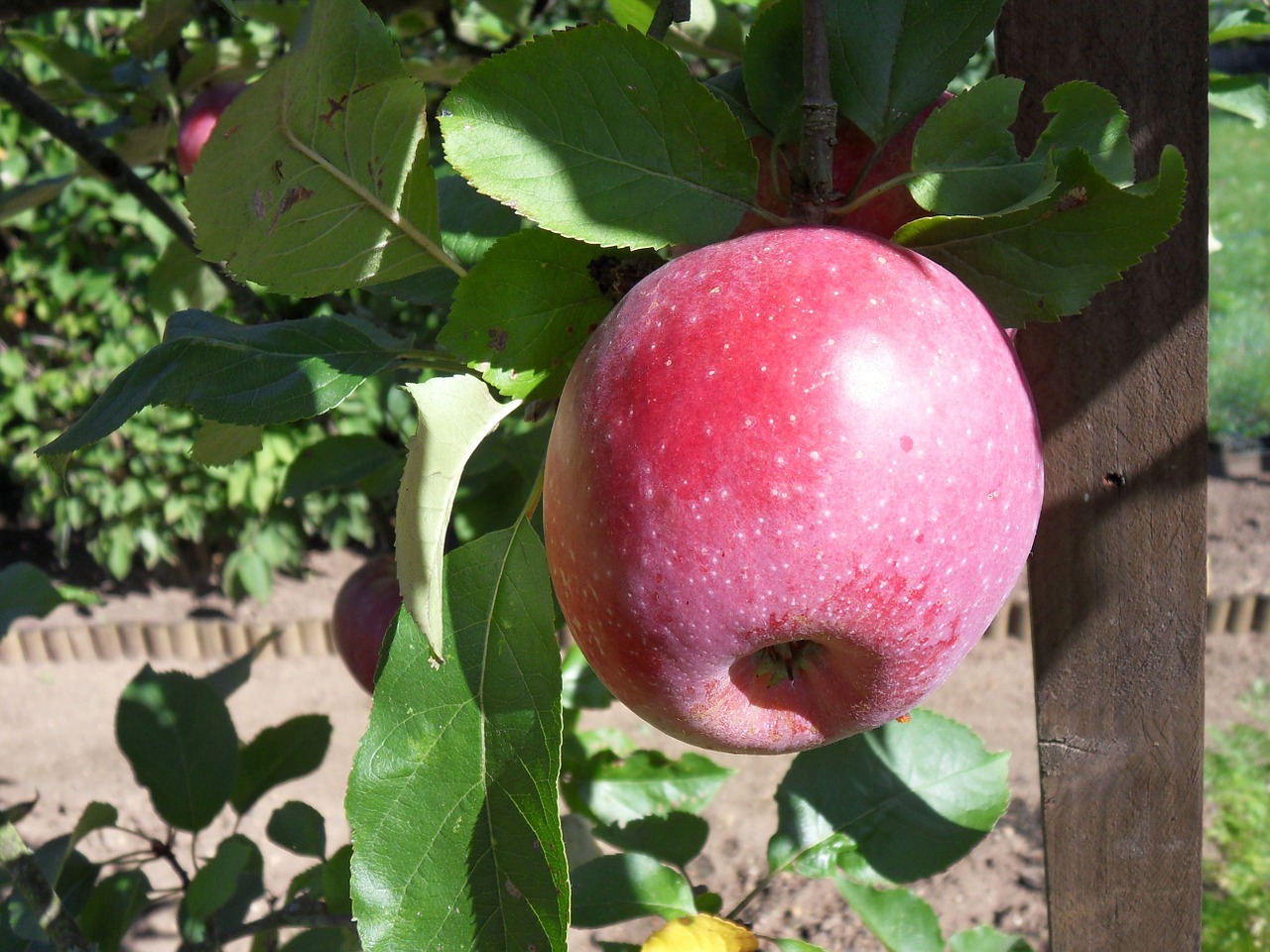 apple tree nature free photo