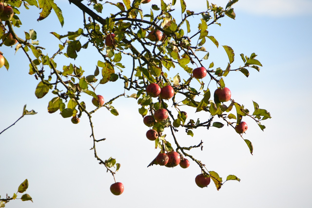 apple nature apple tree free photo