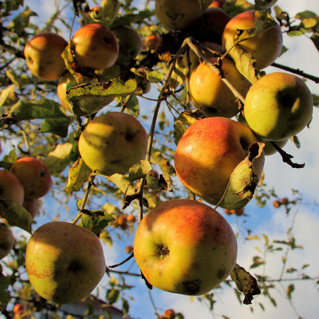 apple bio harvest free photo