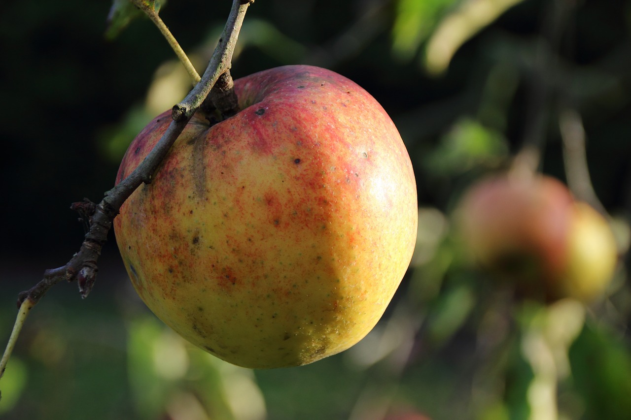 apple bio harvest free photo