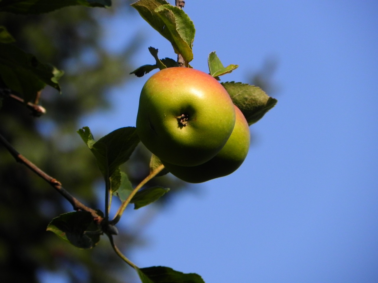 apple fruit apple tree free photo