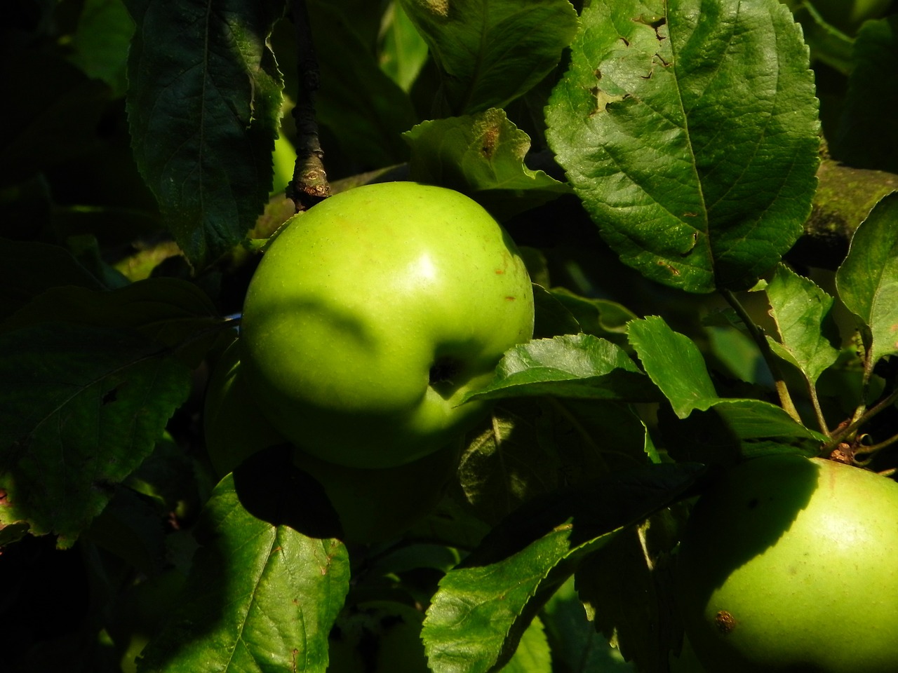 apple green fruit free photo