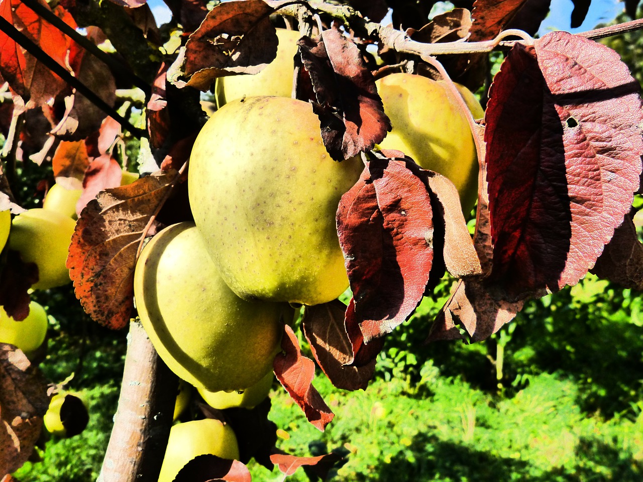 apple fruit tree free photo