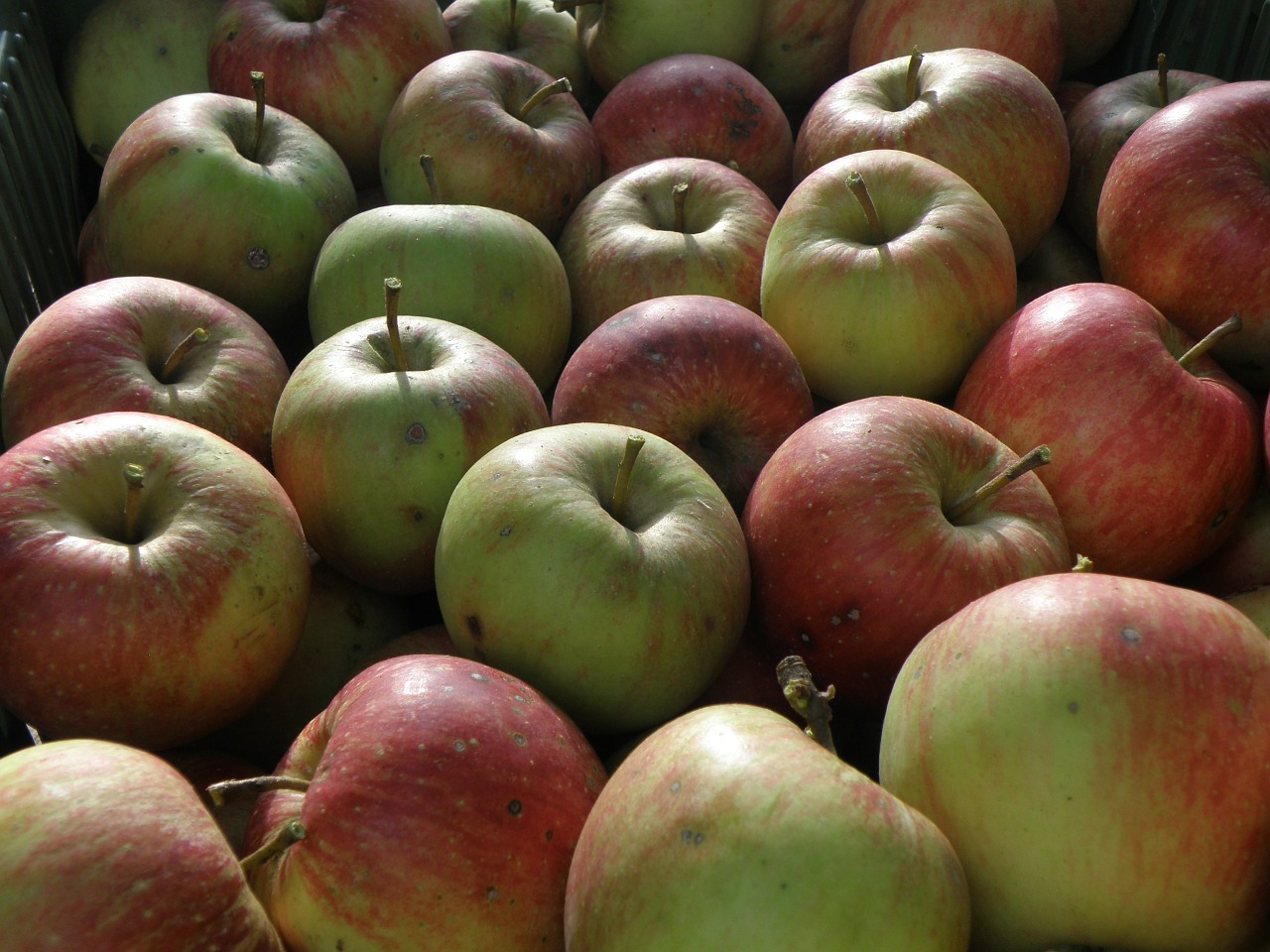 apple harvest green free photo