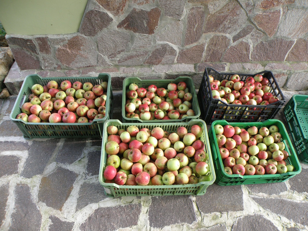 apple harvest green free photo