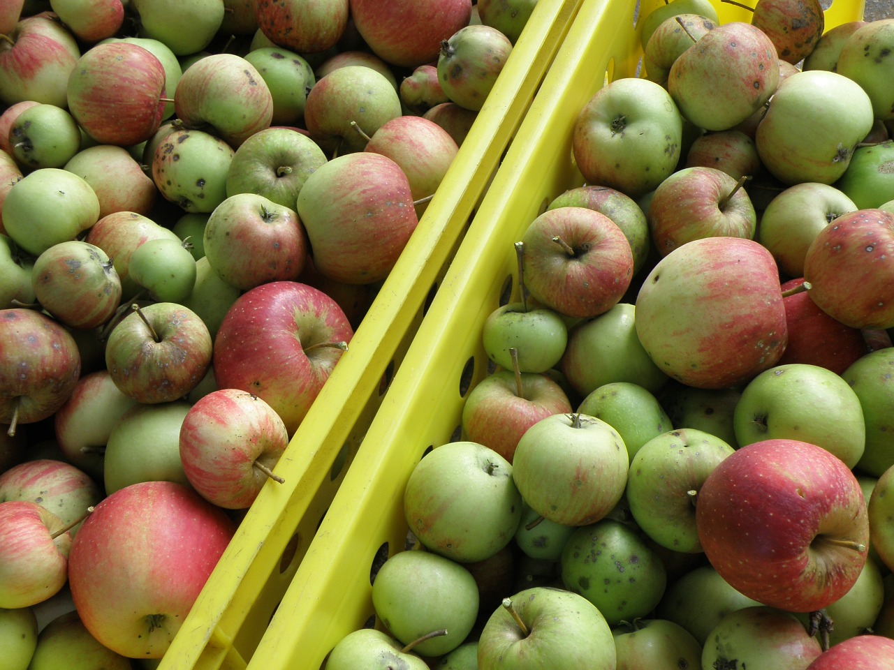 apple harvest green free photo