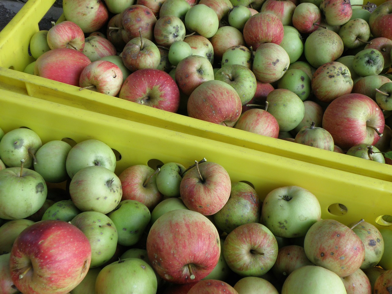 apple harvest green free photo