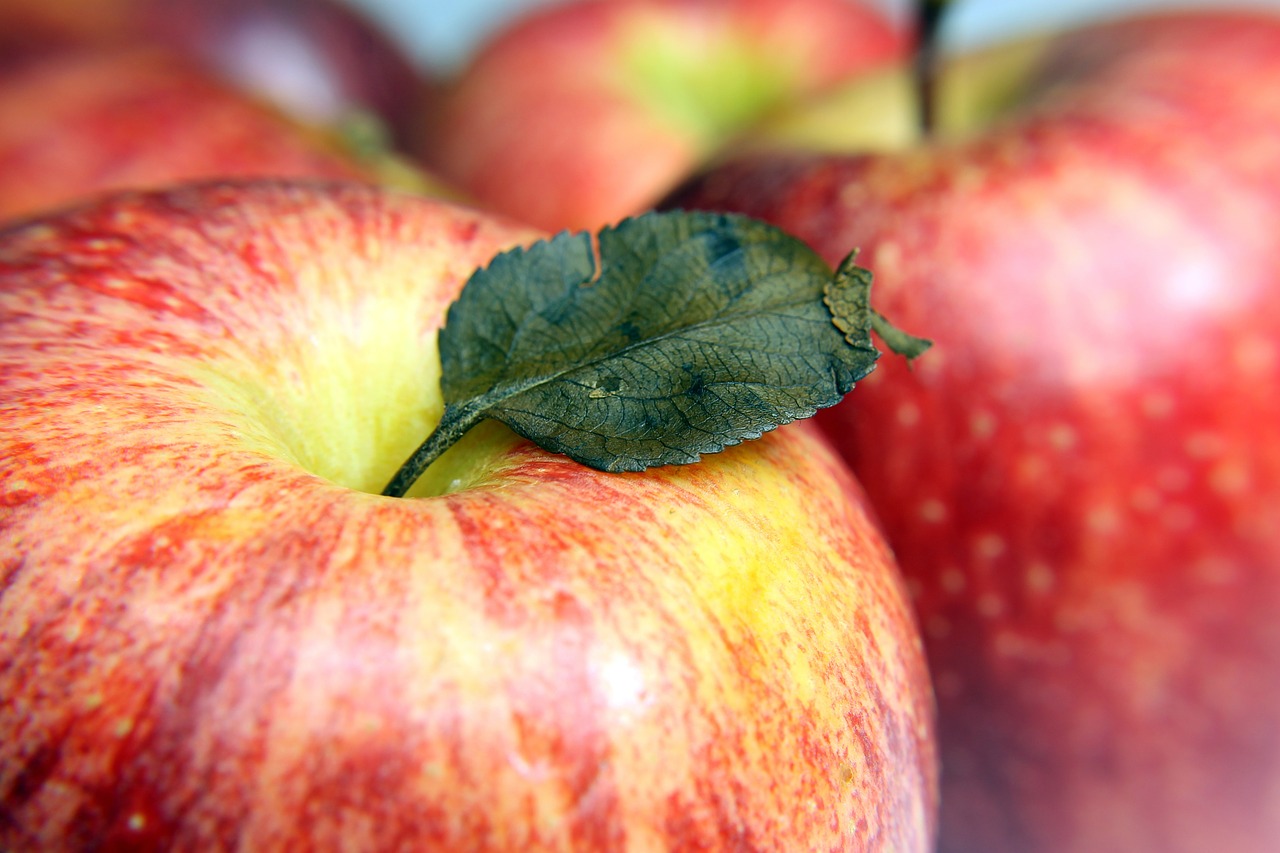 apple fruit natural free photo