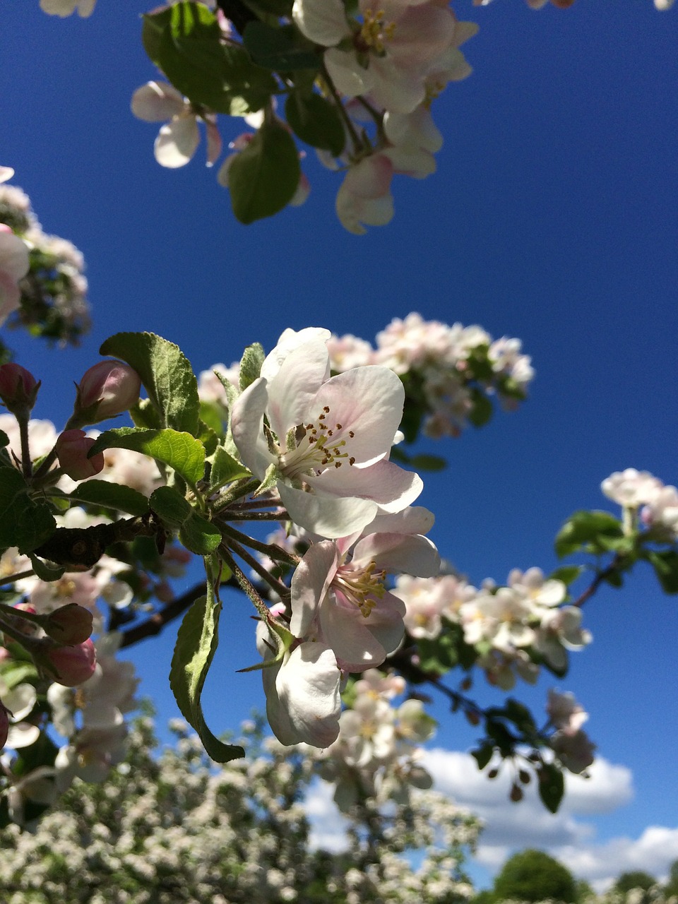 apple tree flower free photo