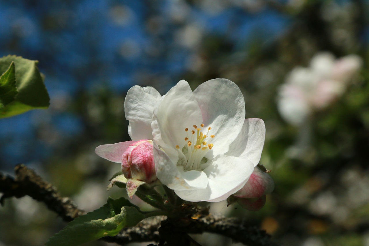 apple apple blossom macro free photo