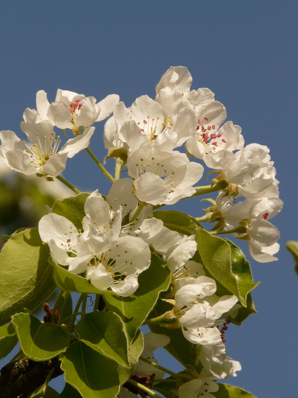 apple,apple blossom,apple tree,blossom,bloom,bloom,white,nature,spring,free pictures, free photos, free images, royalty free, free illustrations, public domain
