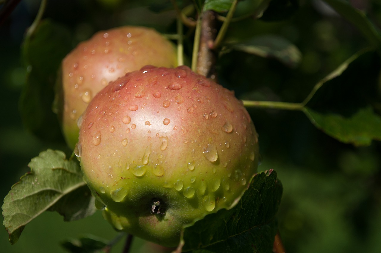 apple rain leafs free photo