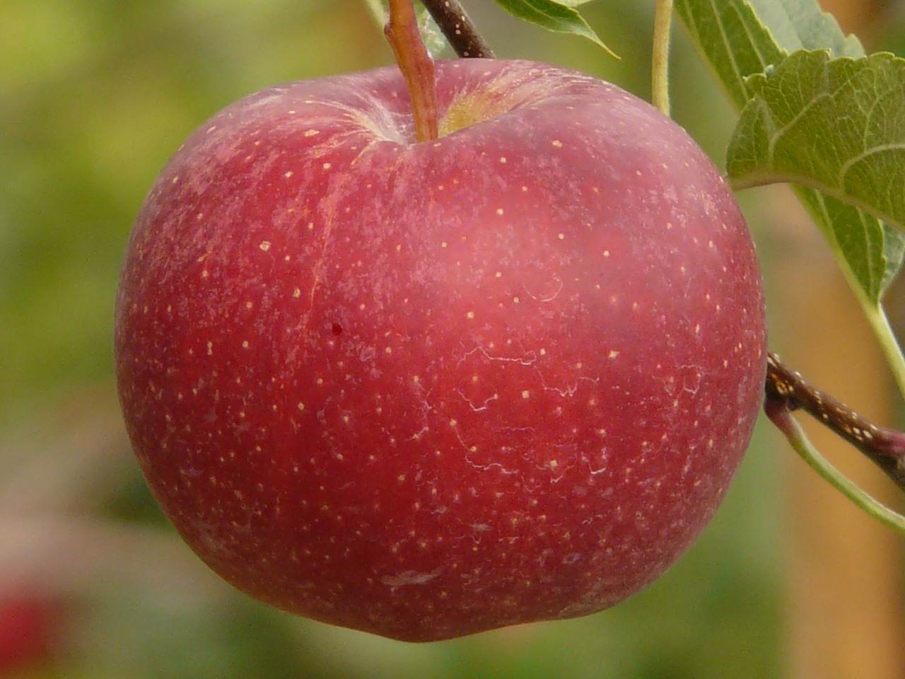 apple fruit eat free photo